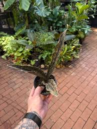 Image result for Sansevieria kirkii