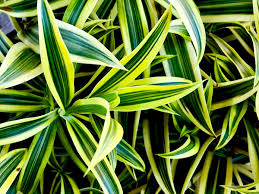 Check spelling or type a new query. Dracaena Lemon Lime Care Growing Watering Propagation Plant Index