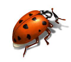It will look wet, shiny and often golden in color. Asian Lady Beetles How To Get Rid Of Ladybugs Diet Etc