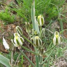 Image result for Albuca virens