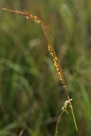 Image result for Trachypogon