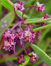 Image result for Centella glabrata