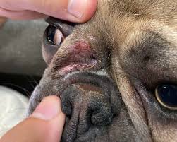 Image result for scabies dog ear