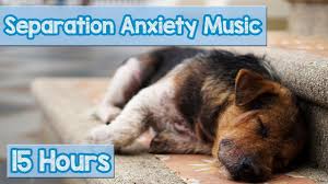 What can i give my dog while he is anxious to help him calm down quickly? 15 Hours Of Deep Separation Anxiety Music For Dog Relaxation Helped 4 Million Dogs Worldwide New Youtube