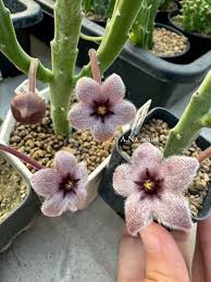 Image result for Cibirhiza