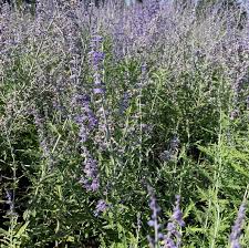 Image result for Perovskia atriplicifolia lacey blue lisslitt photo