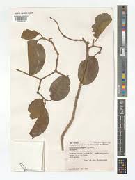 Image result for Schrebera