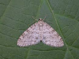 Image result for Trichopteryx