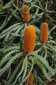 Ashby S Banksia Australian Flowers Australian Native Flowers Australian Plants