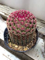 Just put your clothes in and use the zipper to compress everything nice and small. Echinocereus Rigidissimus Rubrispinus Rainbow Cactus Succulent Rainbow Cactus Succulents Cactus