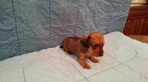 All natural ingredients to keep your dog happy, healthy and strong. Ollie Akc Male Miniature Dachshund Puppy For Sale In Arlington Minnesota Classified Americanlisted Com