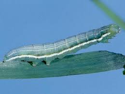 Image result for Plusia putnami