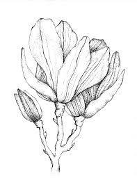 Magnolia Floral Print Floral Prints Magnolia Tattoo Flower Drawing Mi ci sta volendo più tempo del previsto per riprendermi da quella sketch floral botany collection. magnolia tattoo flower drawing