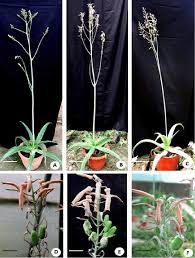 Get more tips on aloe plant care. Flowering And Formation Of Fruits And Seeds In The Aloe Vera A C Aloe Download Scientific Diagram