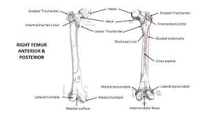 Difference between condyle and epicondyle. List The Major Bony Features Of The Femur Study Com