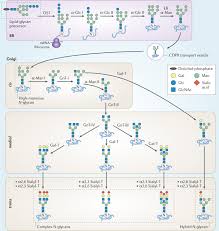 Download la bloc episodul 37. Glycosylation In Health And Disease Nature Reviews Nephrology