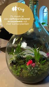 Diy Zo Maak Je Een Zelfvoorzienend Ecosysteem Vol Met Kamerplanten In 2020 Kamerplanten Ecosysteem Terrarium Planten