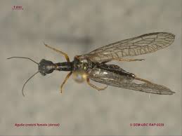 Image result for Raphidiocystis