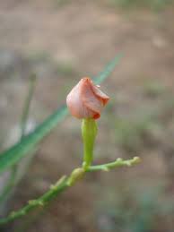 Image result for Tricliceras mossambicense