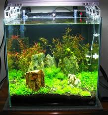 Ada 45c My First Planted Tank Planted Aquarium Aquarium Design Aquascape Aquarium