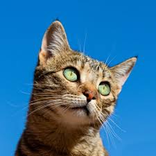 Dakwah dari jajahan iblis laknatullah nama kucing nabi muhammad adalah muezza. 10 Fakta Kucing Muezza Hewan Kesayangan Nabi Muhammad Dailysia