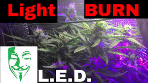 This means that, regardless of the weather and sunlight patterns, they will enter the flowering phase after a certain number of weeks. Led Light Burn Micro Grow Autoflower Pc Grow Weed Vlog 10 Youtube