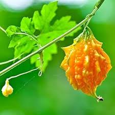 Image result for Momordica cabrae