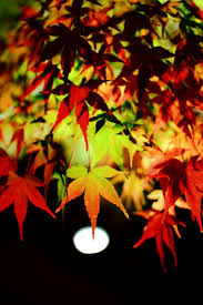 色葉紅葉 イロハモミジ 植物 紅葉 Ganref