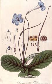 Image result for Streptocarpus myoporoides