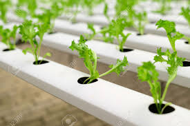 Hydroponic Vegetable Plant Frillice Iceberg Lettuce Growing In Hydroponic Greenhouse Stock Photo Picture And Royalty Free Image Image 159506276