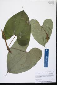 Image result for Dioscorea asteriscus