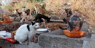 Kediyi parazitlerden korumak için nasıl önlem almalıyız? Sokak Hayvanlari Icin Ne Yapabiliriz Islam Ve Ihsan