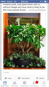 Frangipani Love Patio Planters Apartment Patio Gardens Patio Garden