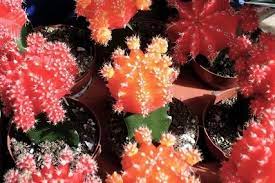 Red moon cactus isn't a natural plant. How Big Do Moon Cactus Get Succulent Alley