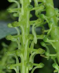 Image result for Chamaeangis