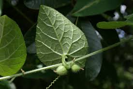 Image result for Kedrostis foetidissima