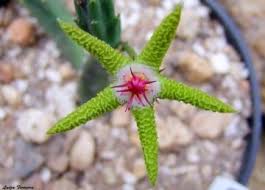 Image result for Eulophia flavopurpurea