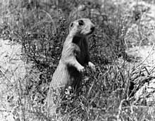 Try your best to use proper spelling, grammar, complete sentences etc. White Tailed Prairie Dog Wikipedia