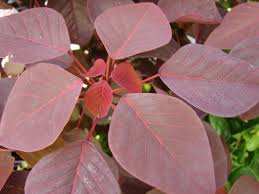 Image result for Euphorbia cotinifolia