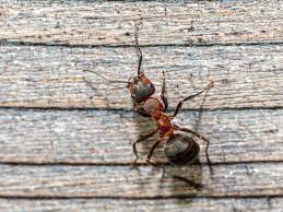 Pointe pest control is here to answers your questions and a heat treatment is one method pest control companies often employ to get rid of bed bugs. Pest Control Services In New Orleans La Bug Stars Termite And Pest Control Llc