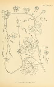 Image result for Corallocarpus schimperi