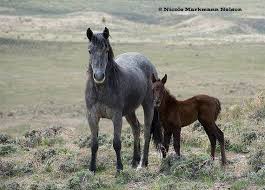 pin auf save our wild horses and burros no horse slaughter
