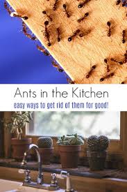 We did not find results for: How To Get Rid Of Ants In The Kitchen Kitchen Ants Rid Of Ants Get Rid Of Ants