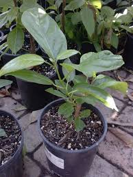 Image result for Premna serratifolia
