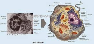 Sel hewan maupun sel tumbuhan mempunyai tiga bagian utama yaitu. Perbedaan Sel Hewan Dengan Sel Tumbuhan Materi Sma Online