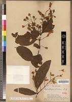 Image result for Whitfieldia brazzae