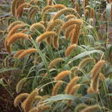 Image result for Setaria italica