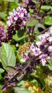 First, the diligent worker bee leaves the hive in search of food for the queen. If You Re Looking To Attract More Bees To Your Garden Plant Perennial Basil Gardening