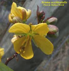 Image result for Senna occidentalis