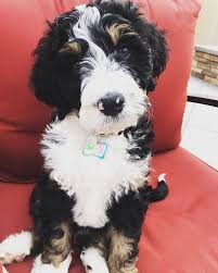 Browse thru our id verified puppy for sale listings to find your perfect puppy in your area. Gail S Doodles Bernedoodle Labradoodle And Goldendoodle Puppies